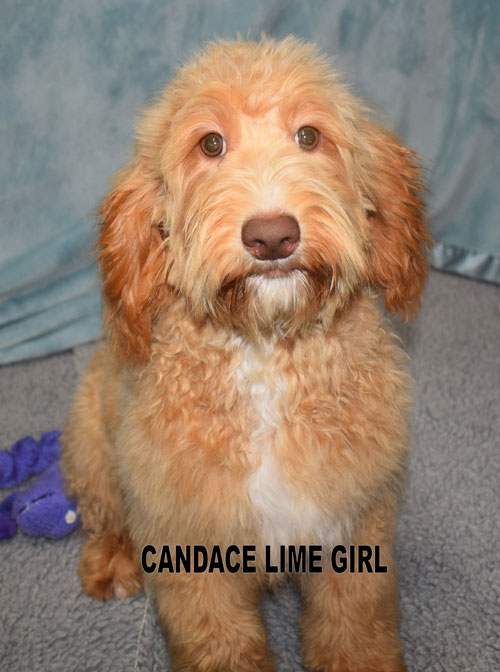 australian labradoodle